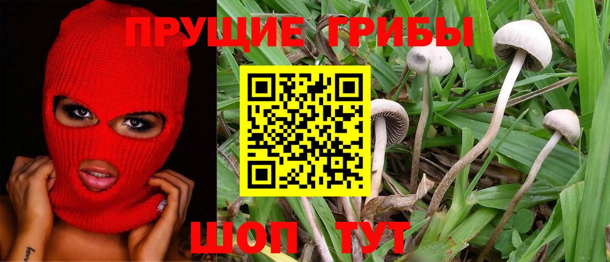 купить наркоту  Галлюциногенные грибы Psilocybine cubensis  Вход с VPN  Амурск 